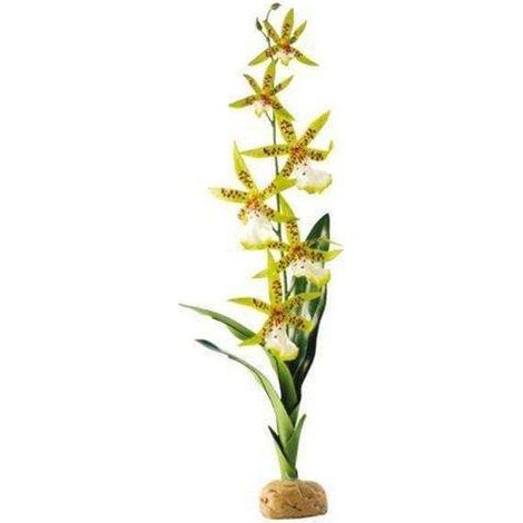 Askoll 281661 Piante terrestri Exo Terra PT2991 ragno di orchidee, 7, 6 x 12, 7 x 43, 2 cm (1/2)