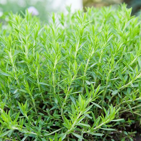 Plant Estragon - 1 Unité - Variété Française Odorante - Pot Carré 11 cm - 1,5 L - Pour Culture En Pot Ou En Pleine Terre