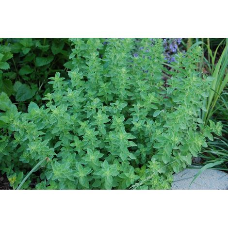 ORIGANO IN VASO 14CM
