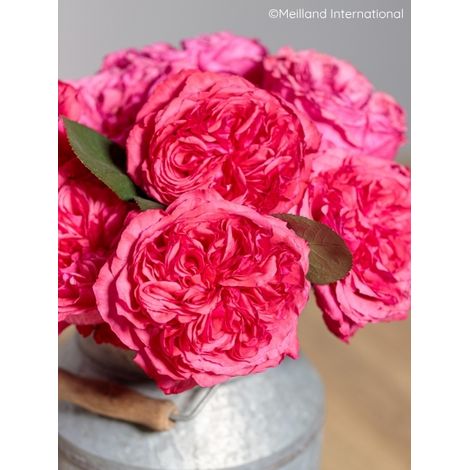 Rosier à grandes fleurs 'Audrey Fleurot' Pot de 4L/5L (1/2)