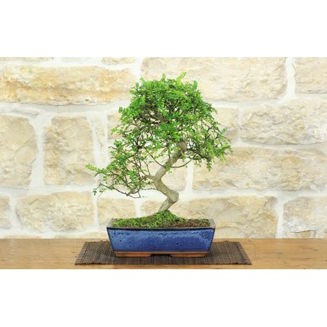 Bonsai di Pepe Giapponese (92)