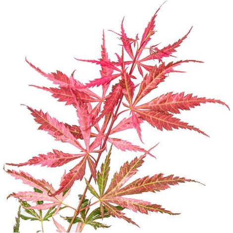 Acer palmatum 'Extravaganza' rosa – Acero giapponese ornamentale (1/4)