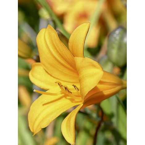 Lis d'un jour, Hémérocalle 'Thumbelina' Godet de 8/9 cm (1/3)