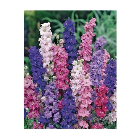DELPHINIUM - 1 G