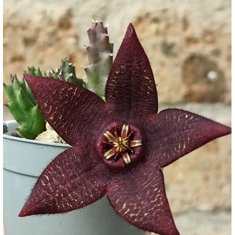 1 plant - Stapelia montana Cactus starfish