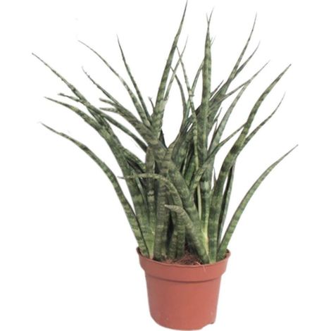 Sansevieria Fernwood Punk Plante d’Intérieur Feuillage Dressé Pot 12 cm Hauteur 35 cm - PANGIVO (1/4)