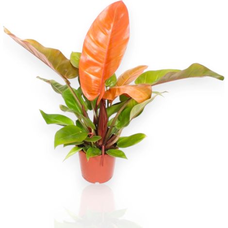 Gardenaria Philodendron 'Prince of orange' - Pianta da interno ornamentale - Altezza: 30 cm (vaso 14) (1/5)