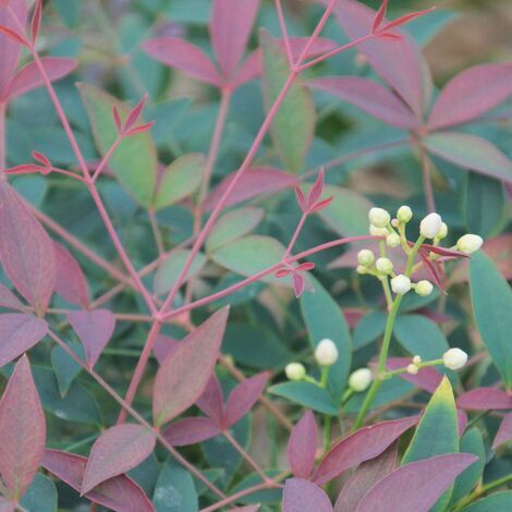 Bambou sacré Flirt® 'Murasaki', Nandina/Pot de 3L - 20/40 cm (1/4)