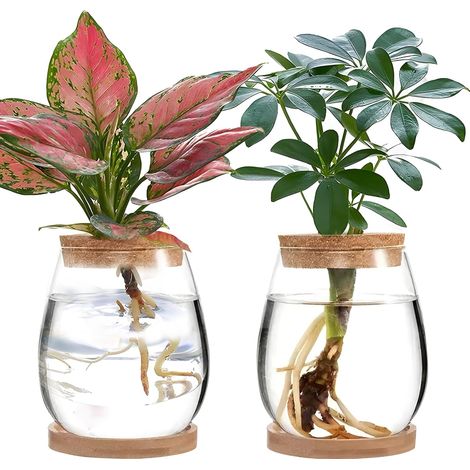 Lot de 2 terrariums de propagation de plantes en verre pour plantes de bureau (C) (1/5)
