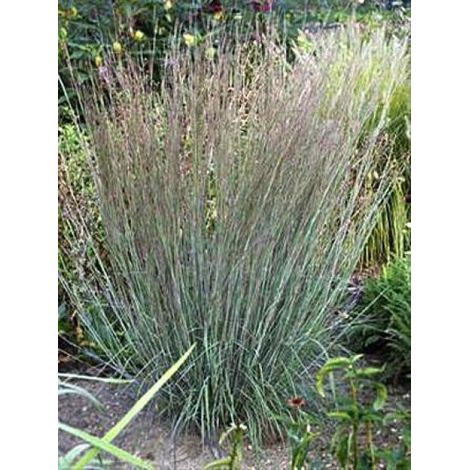 Schizachyrium scoparium 'Blue Heaven'® Godet de 8/9 cm (1/2)