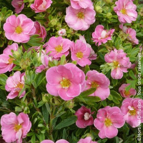 Potentille arbustive Pink Paradise®, Potentilla/Pot de 3L - 20/40 cm