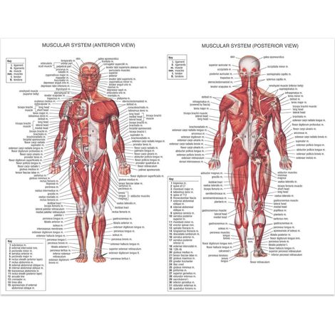 Poster Anatomie Humaine - Affiche Éducative en Tissu Blanc - 60 x 40 cm - Pour Enseignement Médical ou Décoration Intérieure - 1 Pièce