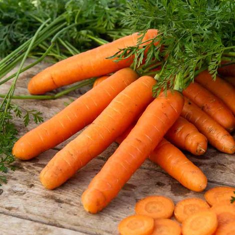 Vilmorin - Carotte Berlikum 2 BIO  Daucus carota (1/2)