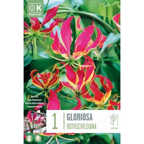 Bulbo di Gloriosa Rothschildiana 1 pz KAPITEYN