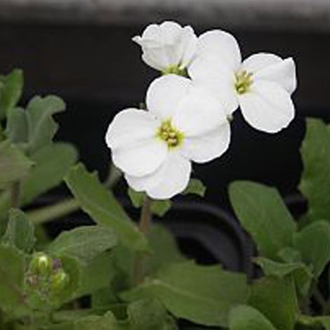 4 x Arabette du Caucase 'Snow Cap' 'Snowcap' - godet 9x9 cm (1/4)
