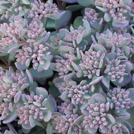 4 x Orpin cauticola  - Sedum cauticola 'Lidakense'  - godet 9x9