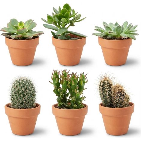 Mélange de 6 Mini Cactus et Succulentes en Pots de Terre Cuite, Ø 5,5 cm, Hauteur 5-10 cm - PANGIVO (1/4)