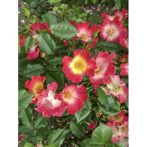 Rosier grimpant 'Cocktail' Pot de 4L/5L