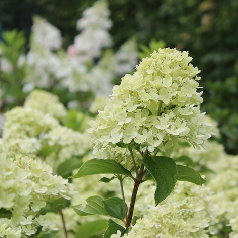 Hortensia paniculé 'Little Lime' - 40-50 cm pot (1/4)