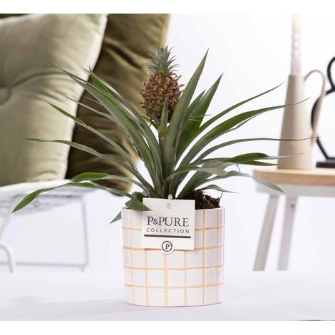 Ananas Rosita Plante Tropicale avec Fruit Rose et Pot en Céramique - Ø12 cm - Hauteur 35 cm - PANGIVO