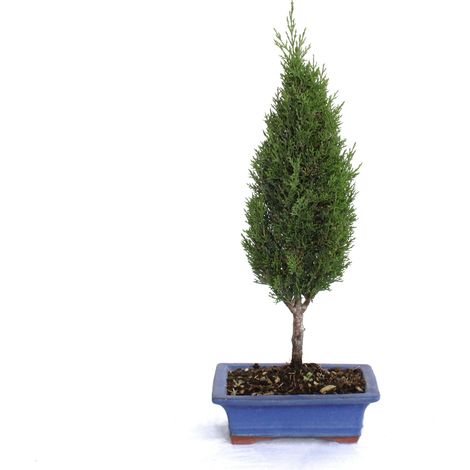 Bonsai Cupressus Sempervirens - Bonsai Cipresso - H 40-45 cm Vaso Ø 19 cm (1/3)