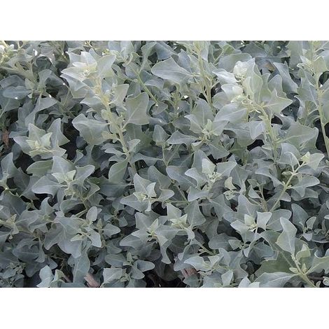 ATRIPLEX HALIMUS CESP.17 (1/3)