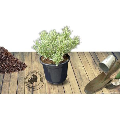 Fusain du Japon Microphyllus Albovariegatus, Euonymus/Pot de 3L - 20/40 cm (1/2)