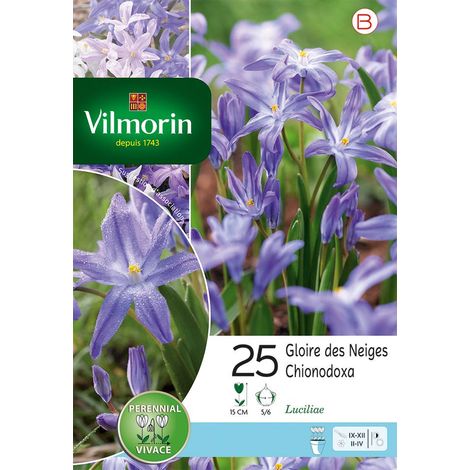 Vilmorin Chionodoxa Luciliae (x25) (1/2)