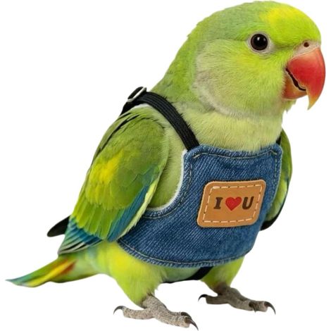 Arnés ajustable para mascotas para loros pequeños, medianos y grandes, cacatúa gris africana, guacamayo, interior y exterior (1/5)