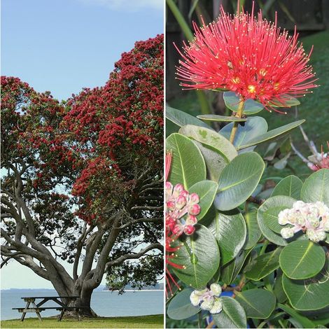 Planta Natural Metrosidero Excelsa. Arbol de Hierro