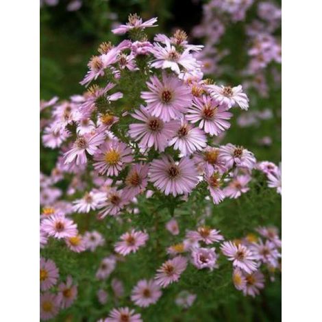 Aster amethystinus 'Kylie' Godet de 8/9 cm (1/3)