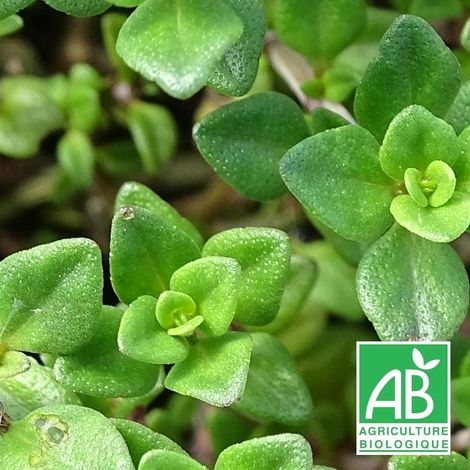 Thym citron BIO/Lot de 3 godets