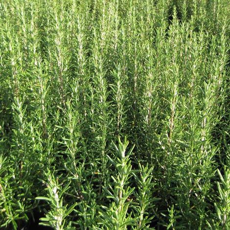 4 x Romarin officinal - Rosmarinus officinalis  - godet 9x9 cm