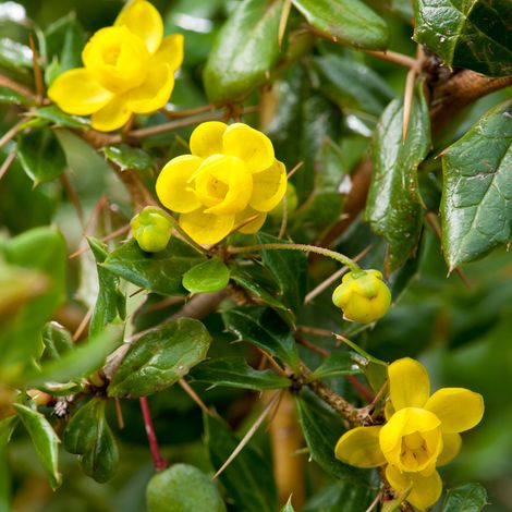 Épine-vinette verruqueuse - Berberis verruculosa  - 25-30 cm pot