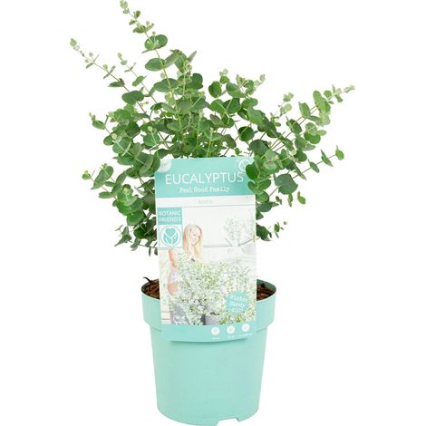 Bloomique - Eucalyptus Gunnii Azura - Eucalyptus - Plantes de jardin - Rustique - Hauteur 30-50 cm - Pot 15 cm