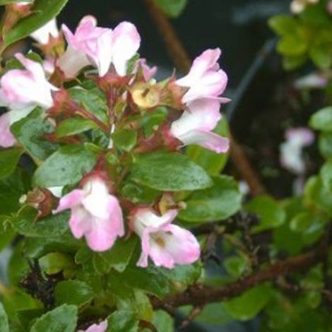 Escallonia 'Apple Blossom' - 40-50 cm pot (1/4)