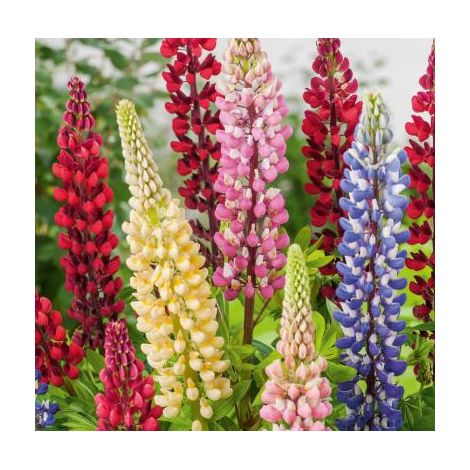 LUPIN POLYPHYLLE Hybride de RUSSEL - 2 G