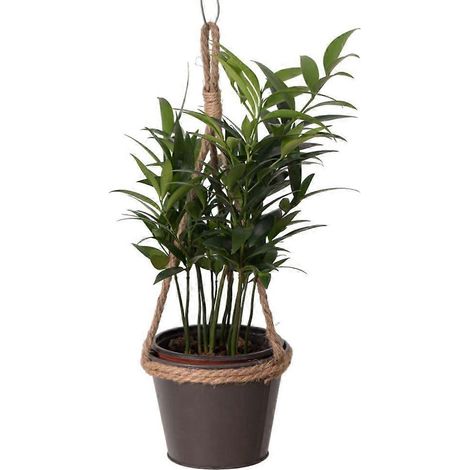 Pots de fleurs suspendus pour bureau, balcon, jardinière décorative, plante suspendue de jardin (1/4)