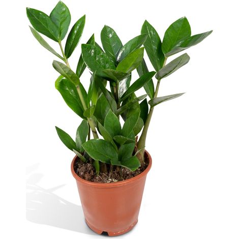 Zamioculcas Zamiifolia - Plante d'Intérieur Verte Facile d'Entretien - Ø12 cm - H35 cm - PANGIVO (1/5)