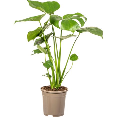 Monstera Deliciosa Tauerii - Plante Verte d'Intérieur Décorative - Pot Ø17 cm - Hauteur 50-70 cm - PANGIVO (1/5)