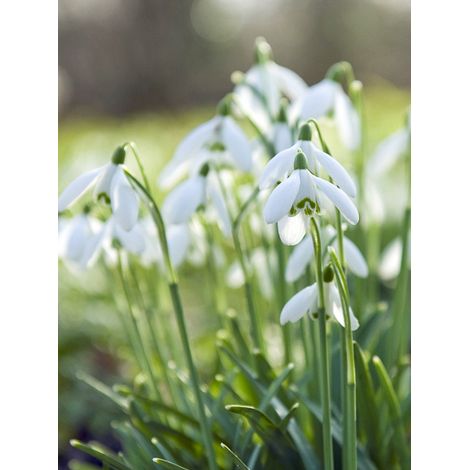 Perce-neige 'Sam Arnott' Bulbe calibre 5+ (par 3) (1/2)