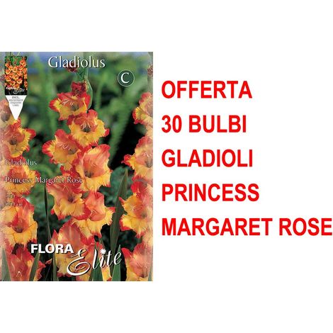 OFFERTA 30 BULBI GLADIOLI A FIORI GRANDI PRINCESS MARGARET ROSE BULBS