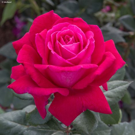 Rosier à grandes fleurs Elégance Française Racines nues en motte (1/2)