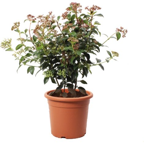 Viburnum Tinus 'Eve Price' - Pianta di Viburno - Piante Vere da Esterno Sempreverdi Resistenti - Pianta da Siepe - H 40-50 cm Vaso Ø 18 cm (1/2)