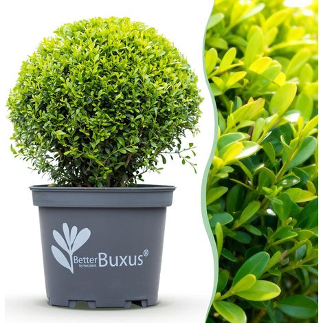 Buis en Boule Skylight Résistant aux Maladies et à la Pyrale - Lot de 2 - Ø 30 cm - PANGIVO (1/5)