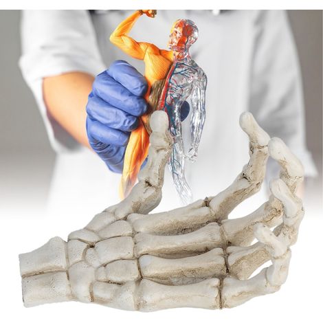 Muñeco de mano de Halloween, decoración educativa y soporte para teléfono móvil, modelo anatómico de plástico de alta resistencia de la mano humana. (1/5)