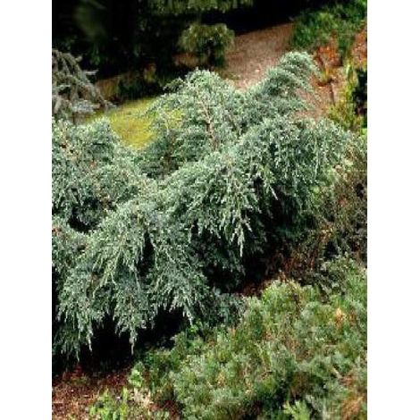 Genévrier écailleux 'Blue Carpet' Pot de 4L/5L (1/3)