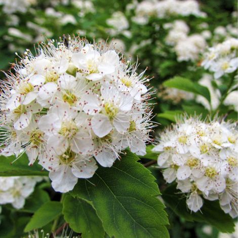 Spirée nipponica snowmound - Spiraea nipponica snowmound Pot 3L (1/2)