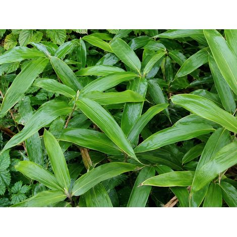 Gardenaria Bambù Nano Veitchii - Sasa veitchii - Bambù ornamentale da esterno - Altezza: 30 cm (vaso 16) (1/2)