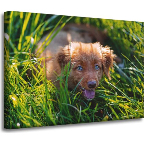 Leinwanddruck „Tiere: Hund im Gras“, 70 x 50 cm